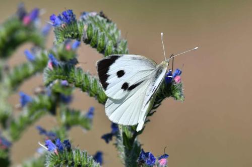 Piéride du chou (Pieris brassicae)