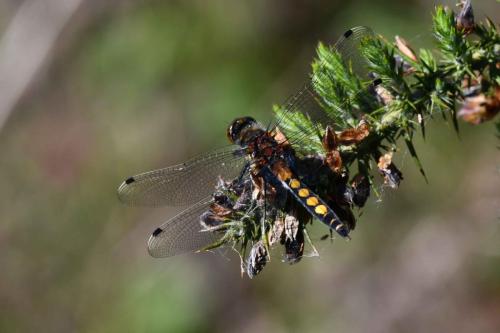 Leucorrhine à gros thorax (femelle) (Leucorrhinia pectoralis)