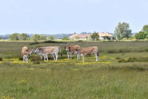 Vaches maraichines
