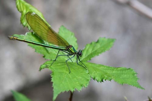 Caloptéryx vierge (Calopterix virgo) femelle