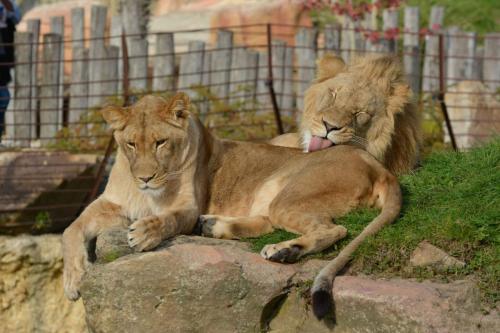 Lions d'Afrique du Sud