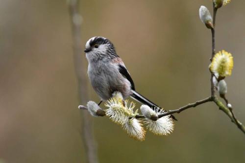 Mésange à longue queue