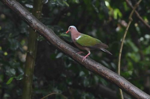 Colombine turvert
