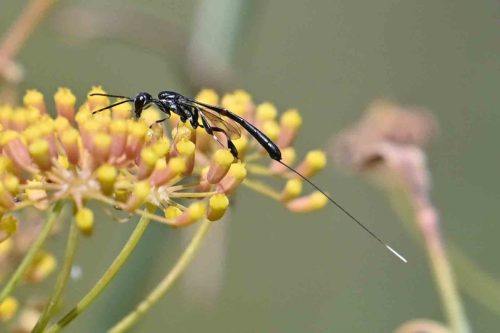 Ichneumon