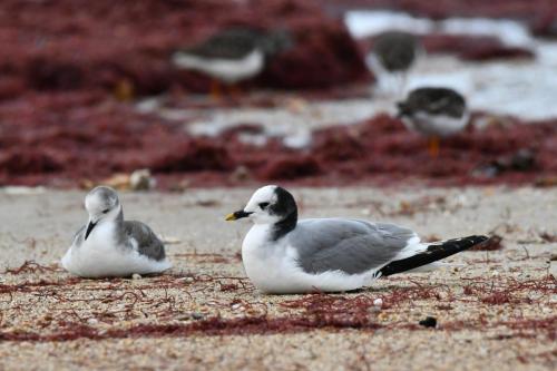 Mouettes de Sabine