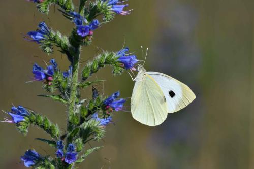Piéride du chou (Pieris brassicae)