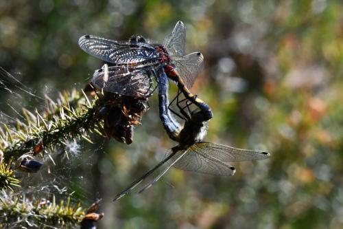Leucorrhine à gros thorax (Leucorrhinia pectoralis)