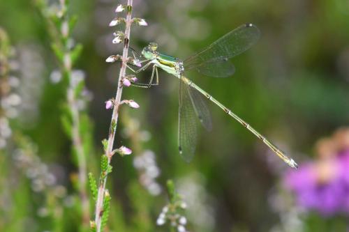 Leste sauvage (Lestes barbarus)