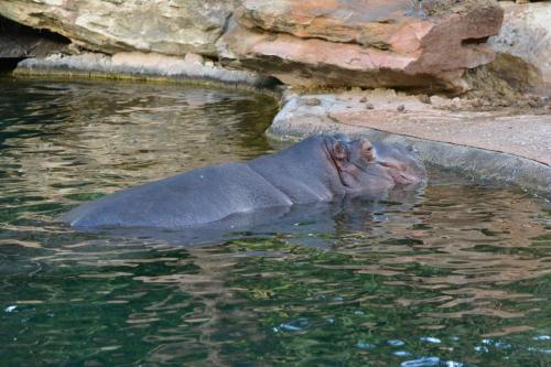 Hippopotame