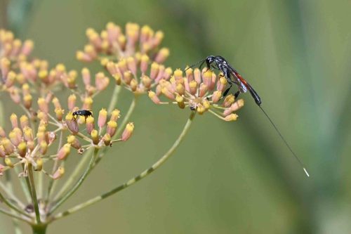 Ichneumon