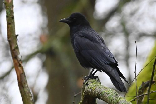 Corneille noire