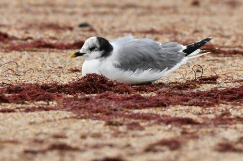 Mouette de Sabine