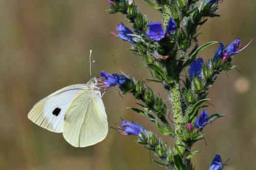 Piéride du chou (Pieris brassicae)