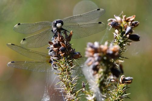 Leucorrhine à gros thorax (Leucorrhinia pectoralis)