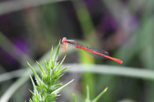 Agrion délicat (Ceriagrion tenellum)