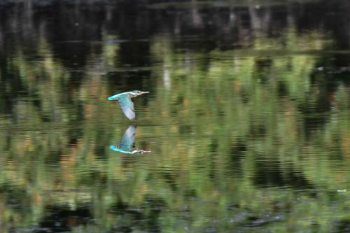 Martin pêcheur d'Europe