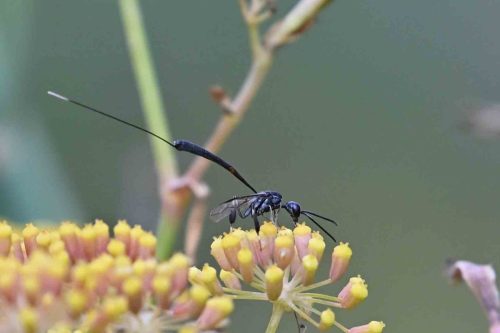 Ichneumon