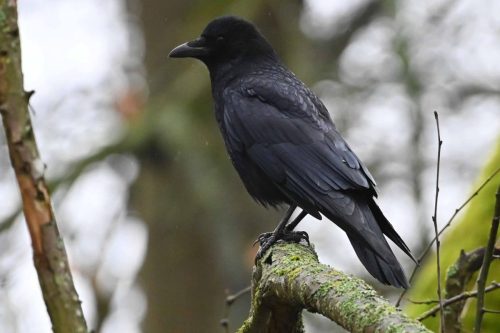 Corneille noire