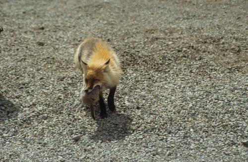 Renard ayant attrapé un écureuil terrestre
