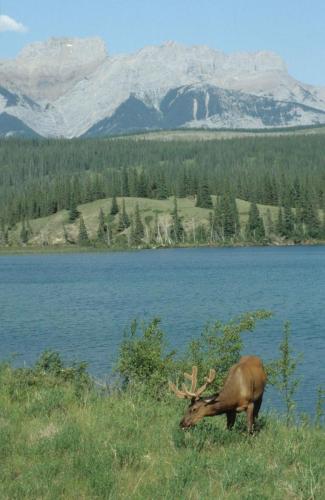 Wapiti