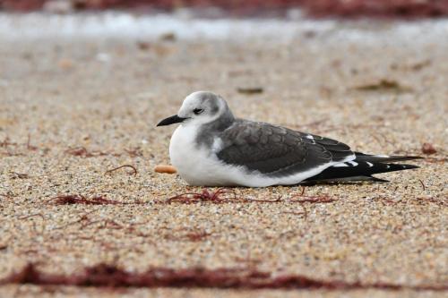 Mouette de Sabine