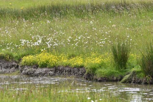 Marais Port la Roche