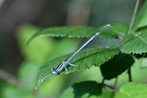 Agrion à larges pattes (Platycnemis pennipes)