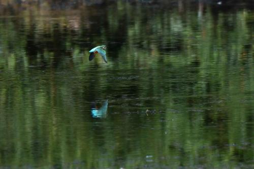 Martin pêcheur d'Europe