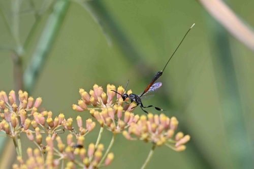 Ichneumon