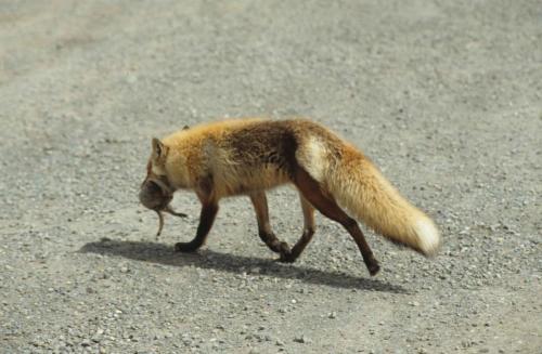 Renard ayant attrapé un écureuil terrestre