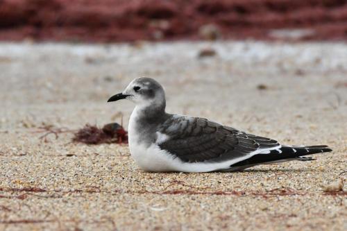 Mouette de Sabine