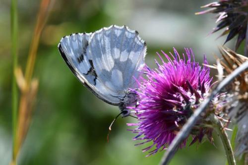 Demi-deuil (Melanargia galathea) forme leucomelas