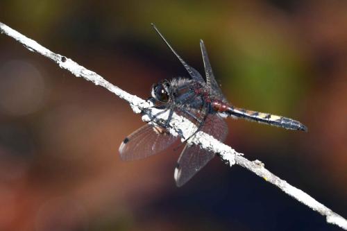 Leucorrhine à gros thorax  (Leucorrhinia pectoralis)