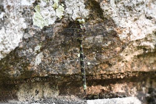 Aeschne paisible (Boyeria irene)