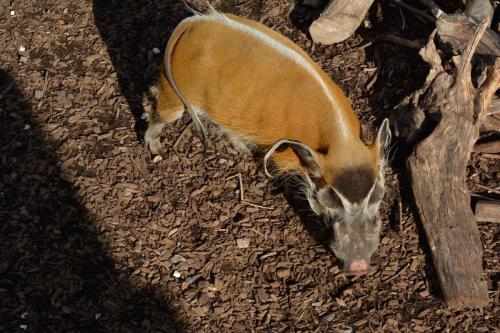 Potamochère