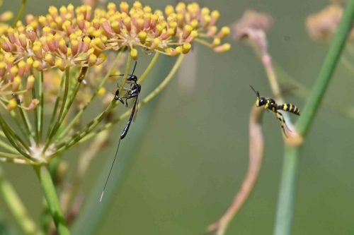 Ichneumon