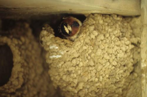 Hirondelles à front blanc