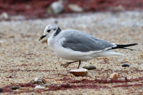 Mouette de Sabine