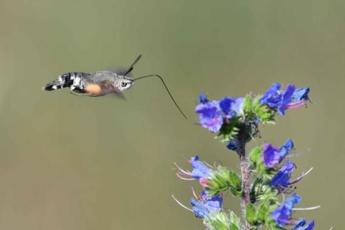 Moro-Sphinx (Macroglossum stellatarum)