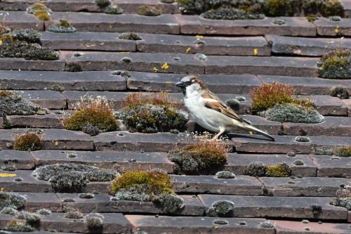 Moineau domestique