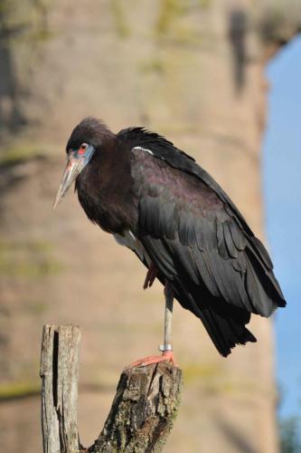 Cigogne d'Abdim