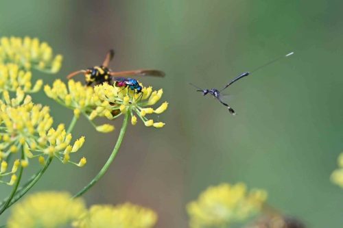 Chryside et Ichneumon