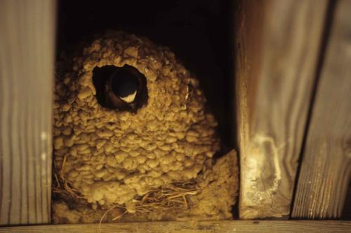 Hirondelles à front blanc