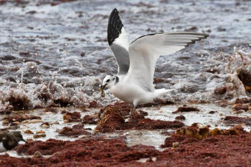Mouette de Sabine