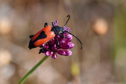 Lepture porte-cœur (Stictoleptura cordigera)