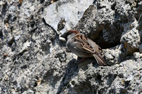 Moineau domestique