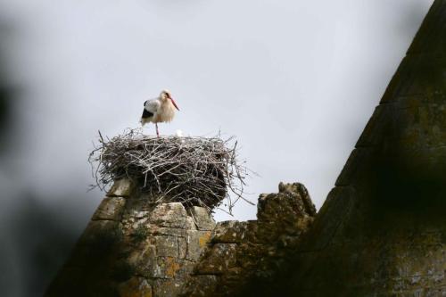 Cigogne blanche sur l'ancienne abbaye de l'île Chauvet