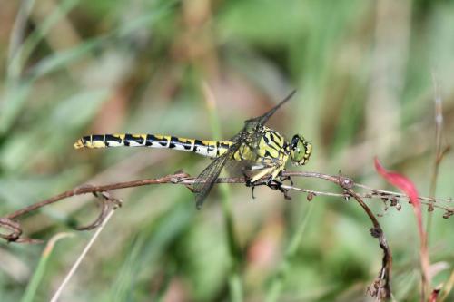 Gomphe à forceps (Onychogomphus forcipatus) femelle
