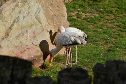 Tantales ibis