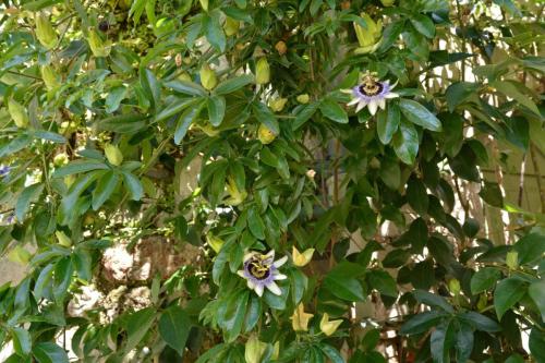 Passiflore